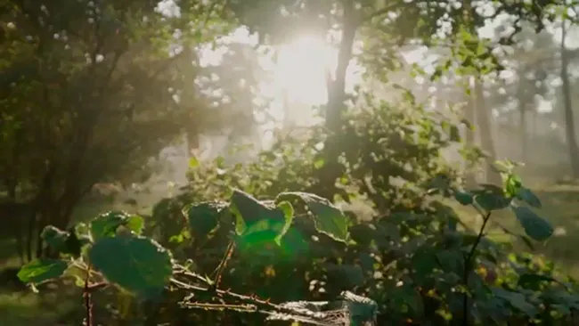 Close-up of forest leaves with morning sunlight.